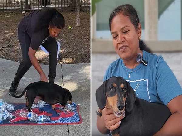 امریکی کتے ’جیری‘ کا کمال، ایک منٹ میں 11 ڈھکن کھول کر گینیز ریکارڈ قائم