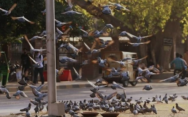 جنگلی کبوتروں کو دانہ ڈالنےپر ایف آئی آر درج