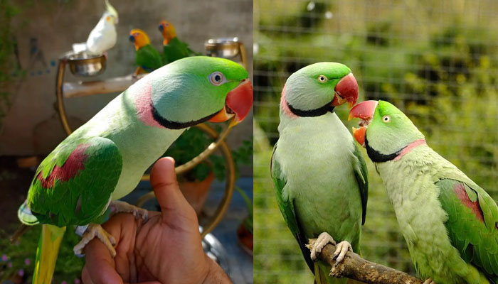 “ طوطیا من موتیا“ پر بڑی رجسٹریشن فیس کا نیا قانون