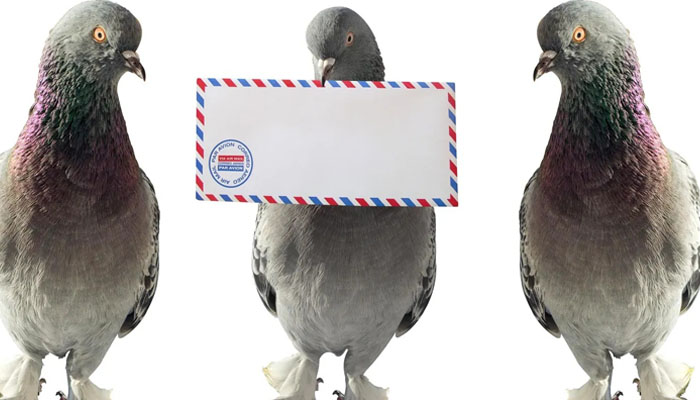 “ کبوتر جا جا“ ڈیٹابھی محفوظ اور محبت نامہ بھی