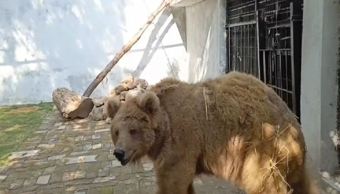 کراچی کی “رانو“اسلام آباد منتقل،شاندار استقبال، جلد گلگت منتقل کردیا جائے گا