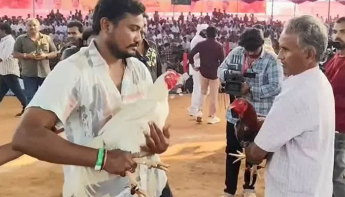 مرغوں کا دنگل اور قسمت کا سکندر: ایک مرغ نے اپنے مالک کو ‘کروڑ پتی’ بنا دیا