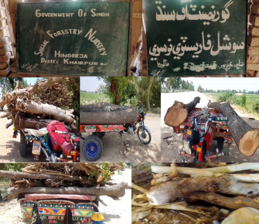 سرکاری درختوں کی غیر قانونی کٹائی،شہریوں میں تشویش کی لہر دوڑ گئی
