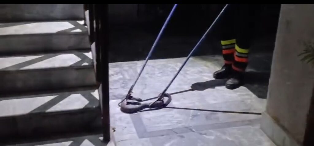 ہسپتال میں کوبرا سانپ